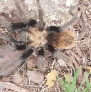 Meet your Posher, Candy